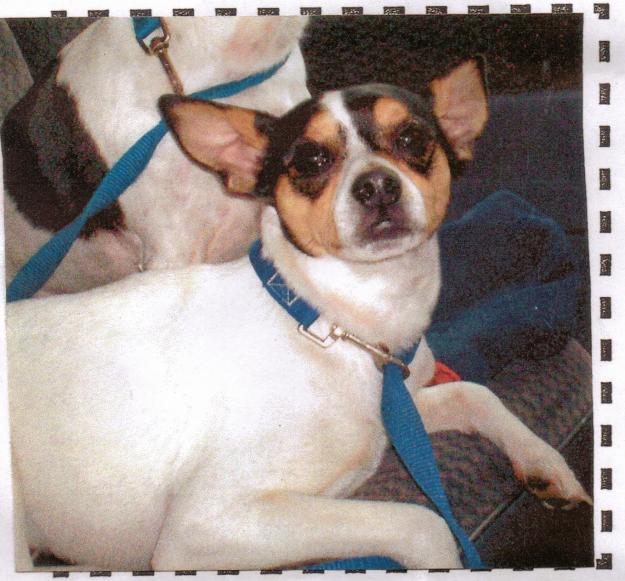 missing rat terrier / jack